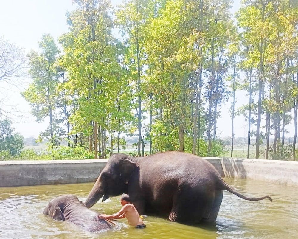 <p>A pair of elephants cools off in a water pond on a hot summer day at Birsa Munda Zoological Park on the outskirts of Ranchi, Jharkhand on Saturday, April 27, 2024.</p>
