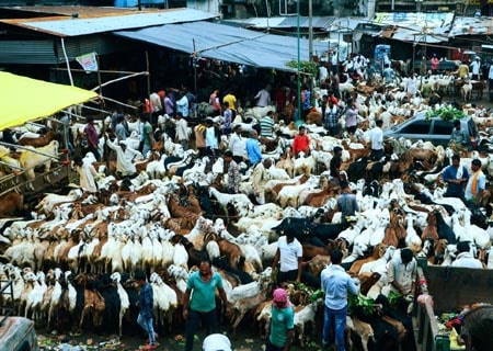 <p>Nagpur: Sacrificial goats on sale at a livestock market ahead of Eid-Ul-Zuha in Nagpur, on Aug 6, 2019. </p>
