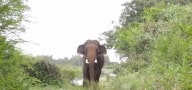 Elephants create havoc in Bano block of Simdega