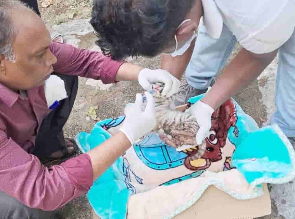 Four cubs of tigress died in Ormanjhi Zoo