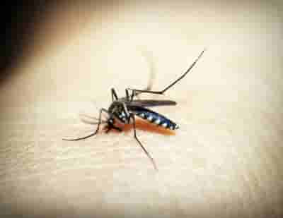 Ivermectin Can Reduce New Malaria Infections in Children by 26%, Study Finds