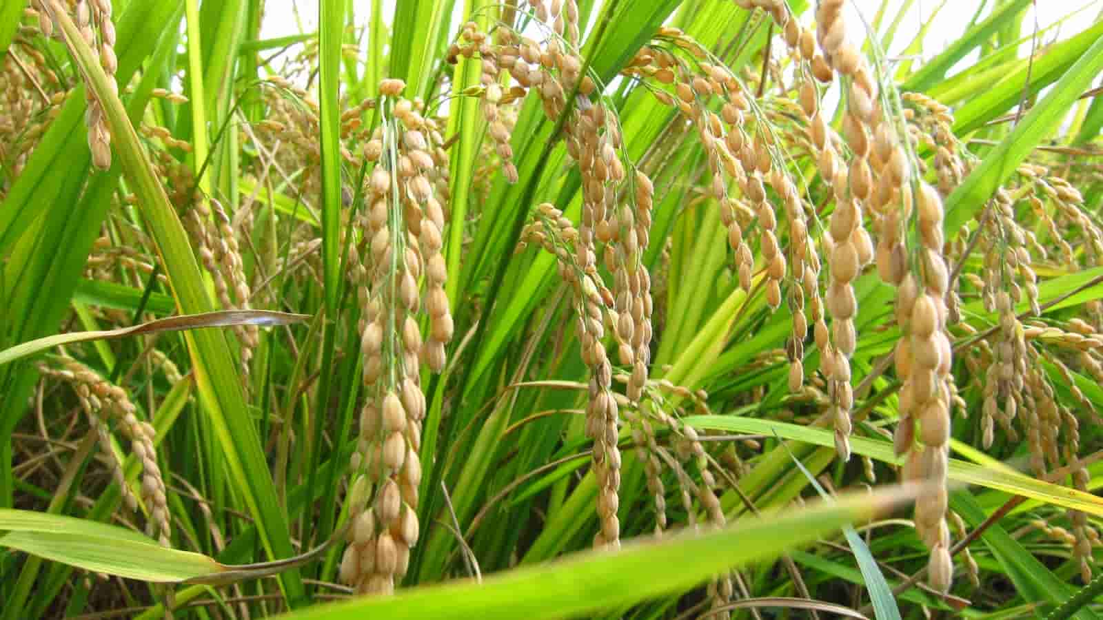 Jharkhand to be given award of Rs 1 crore for better performance in paddy segment