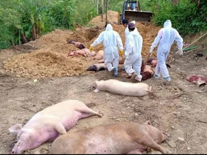 mizoram-once-again-grapples-with-african-swine-fever-outbreak-174-pigs-dead
