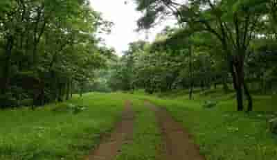 Increasing urban vegetation can save over 1.1 mn lives from heat-related deaths: Study