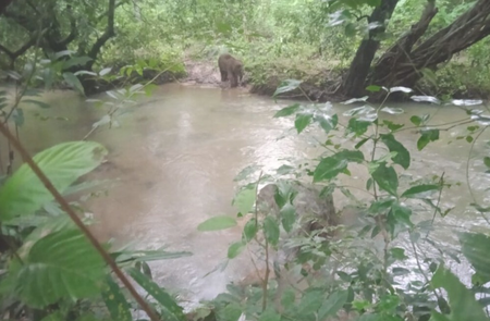 Young Elephant Critically Hurt in Maoist Landmine Blast in Jharkhand’s Saranda Region