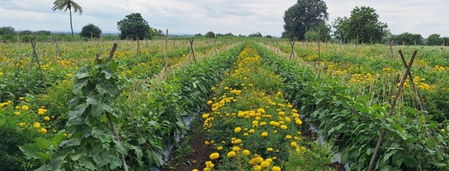 centre-seeks-public-feedback-on-draft-seeds-bill-2025-to-safeguard-farmers-and-ensure-seed-quality