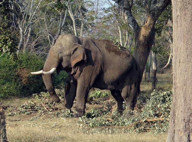 elephants-run-amok-in-tundi-house-damaged-and-grain-destroyed