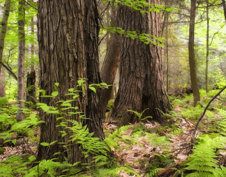 major-naxal-plot-foiled-as-explosives-recovered-near-chhattisgarhodisha-border