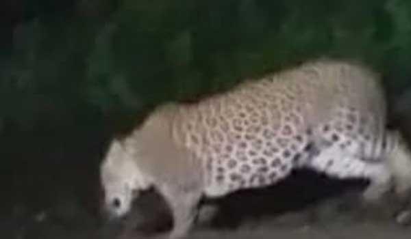 leopard-scare-at-tatanagar-railway-yard