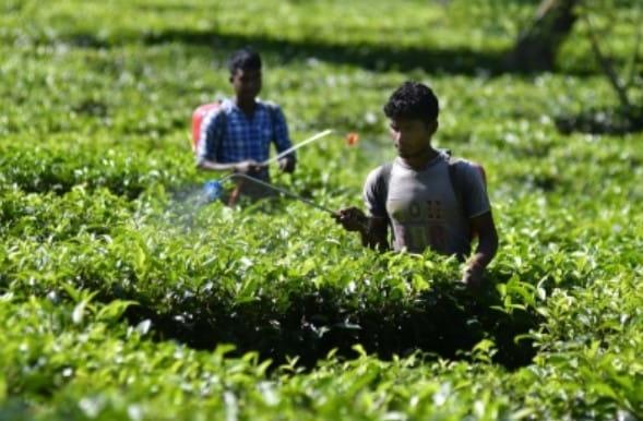 ccmb-researchers-discover-key-plant-defence-mechanism-against-viruses