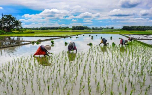 el-nino-may-fuel-food-inflation-but-india-enters-monsoon-season-with-strong-grain-buffers