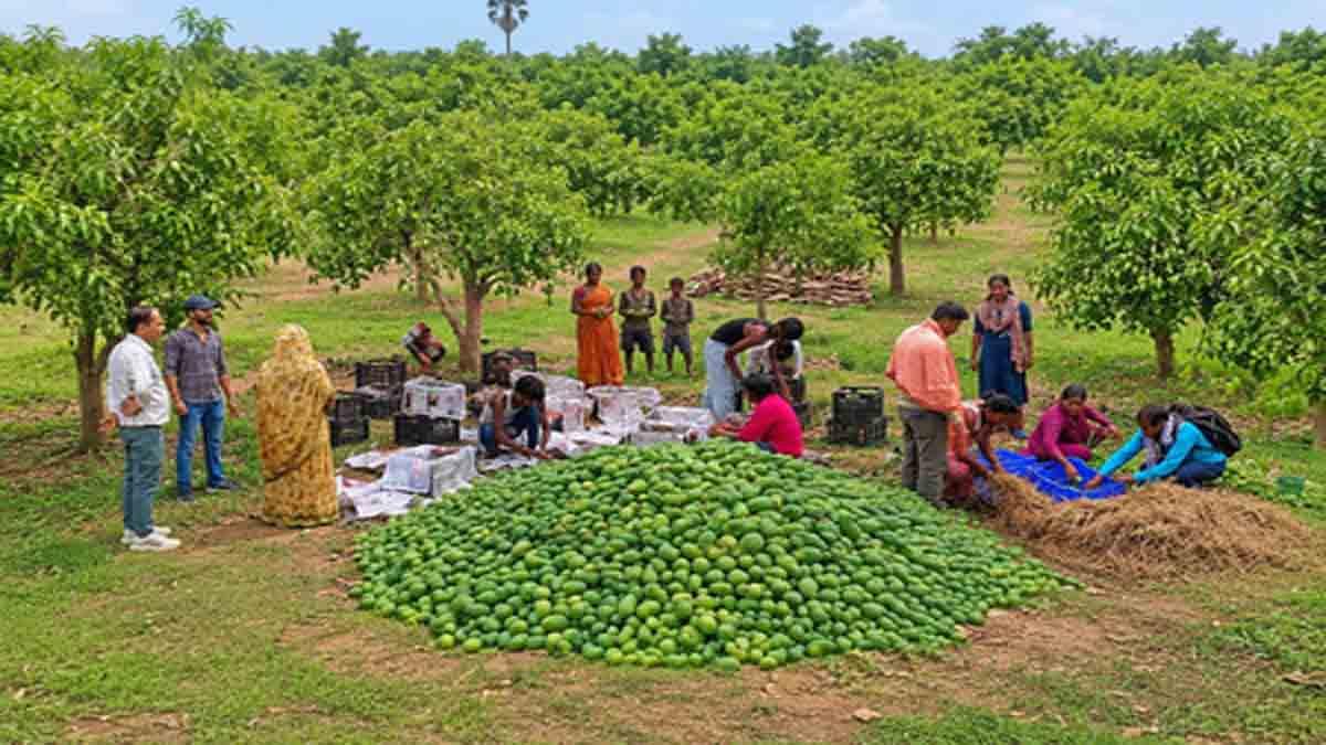jharkhand-makes-global-debut-in-fruit-exports-1st-mango-consignment-sent-to-uk