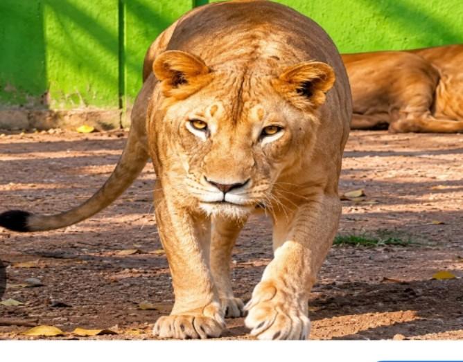 african-lioness-dies-at-tata-zoo-in-jamshedpur