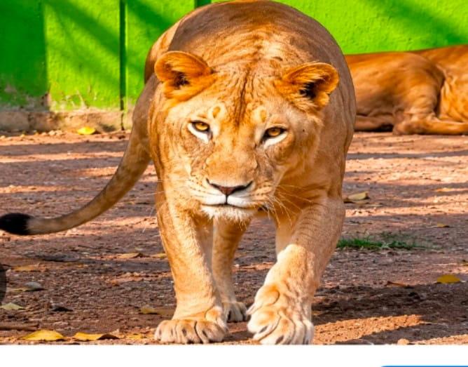 african-lioness-dies-at-tata-zoo-in-jamshedpur