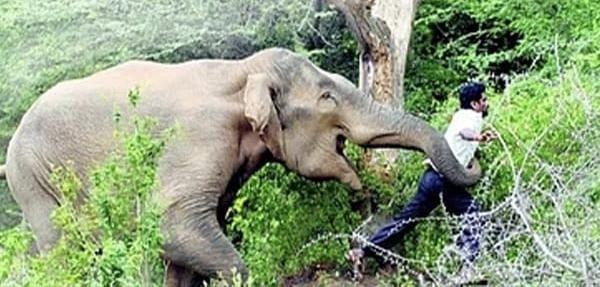 human-elephant-conflict-escalates-in-jharkhand-over-474-lives-lost-in-five-years-as-wildlife-strays-into-villages