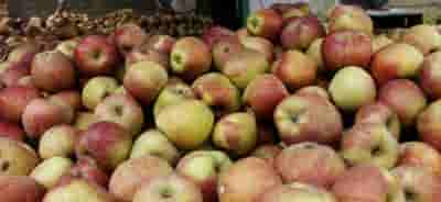 Broke Kashmiri students 'sell' apples in Maharashtra