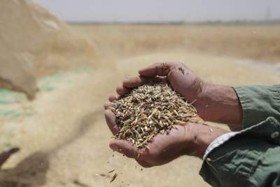 Unprecedented heat and drought threaten world's wheat supply: Study