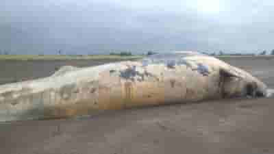 Huge increase in whale strandings along India's southwest coast: CMFRI