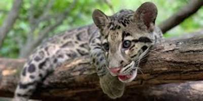 Tripura, Meghalaya, Mizoram to protect endangered Clouded Leopard