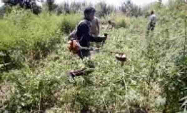 Himachal goes back on cannabis cultivation decision