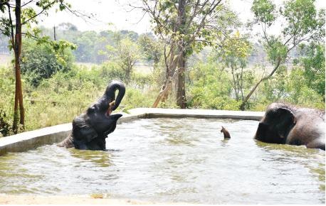 Animals are provided Glucose and water cooler to beat heat at Birsa Munda Zoo