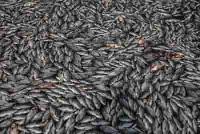 Thousands of dead fish wash ashore in Texas