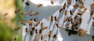 73 students hospitalised following wasp attack in Sri Lanka