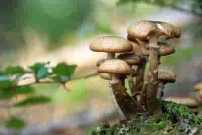 Japan detects above-limit radioactive cesium in locally grown mushroom