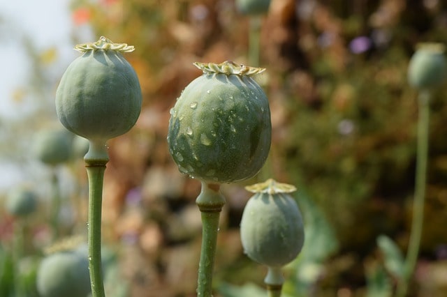 10 kilograms of opium seized in Chatra