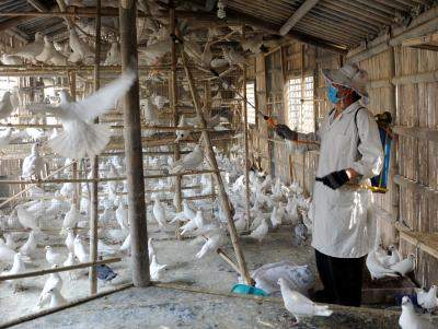 Japan culls nearly 15 mn birds amid rampant avian flu