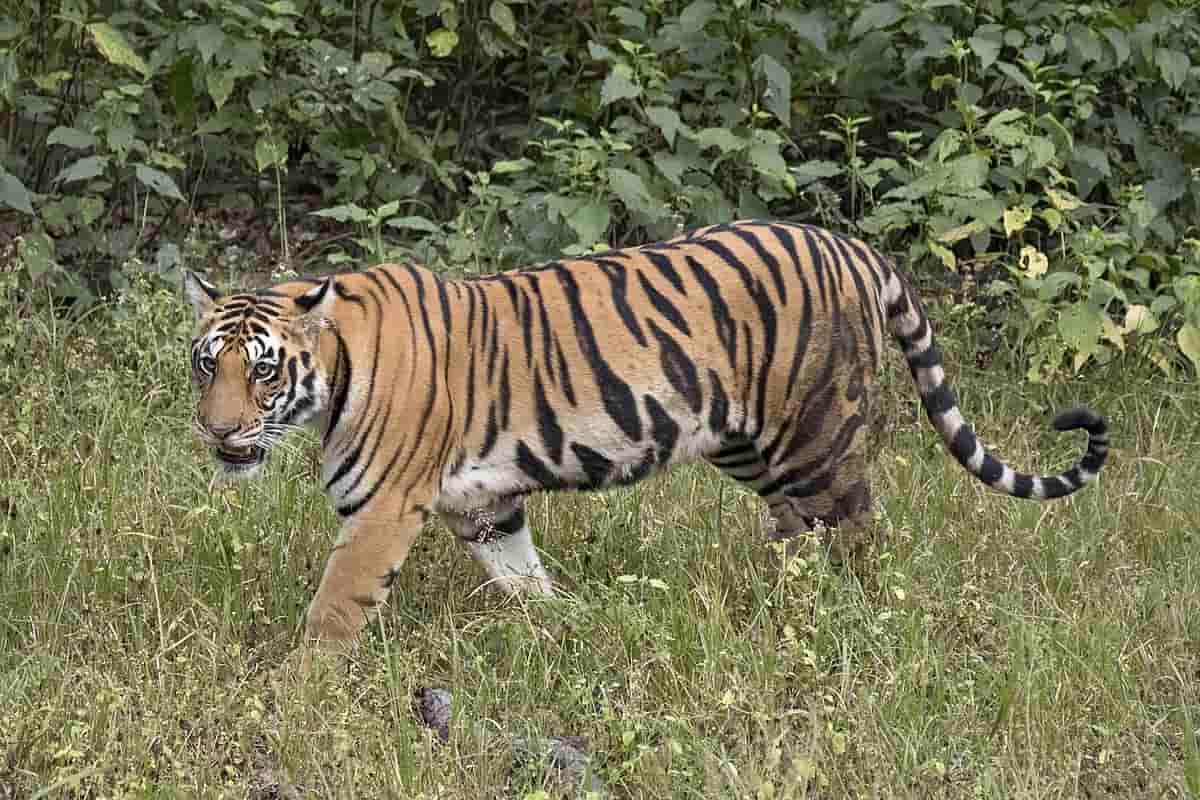 Tiger 'Shiva' dies inside Birsa Munda Zoo, doctors says infection found in kidney & lungs