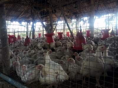 Japan culls 9.98 mn birds as avian flu rages