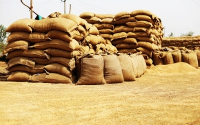 India records big jump in agricultural exports to Iraq, Saudi Arabia, Vietnam, UK