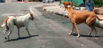 Stray dogs maul to death another child in Telangana