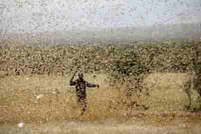 Farmers warned of possible locust attack in UP