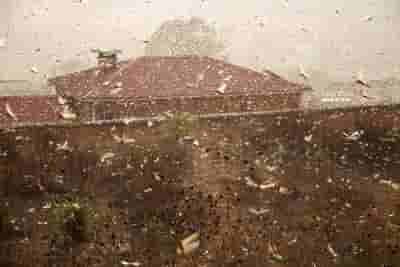 Western UP districts alerted about locust attacks