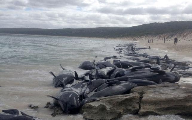 51 whales die after mass stranding off New Zealand