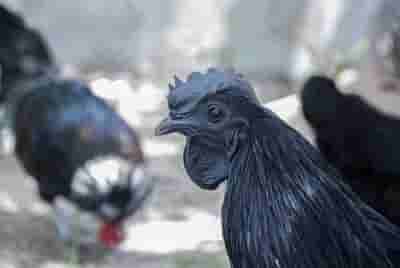 Will Dhoni's push make Kadaknath chicken a favourite of Indian foodies?