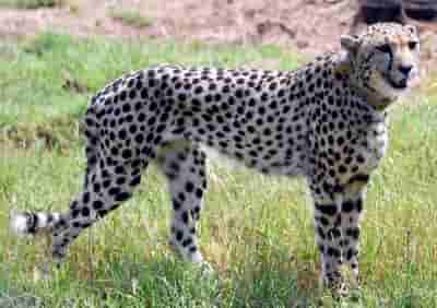 Two untraceable cheetahs: Dhatri found dead at Kuno, Nirva still out of radar