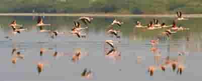 Botulinum toxin caused bird mortality at Sambhar lake