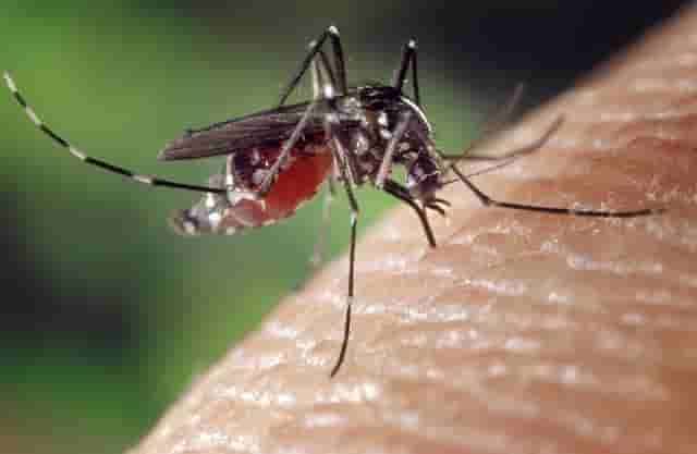 Jharkhand is under the grip of Japanese fever, Dengue in 15 districts, Chikungunya havoc in 10 districts, patients of both in the capital