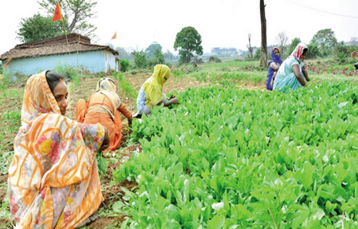 Farmers of Jharkhand will be trained in horticulture farming
