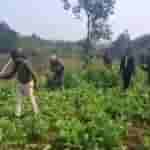 Manatu cops destroy 5 acres of illegal opium cultivation