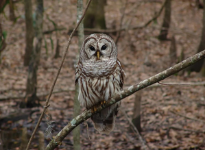 US wildlife officials finalise plan to kill nearly half million invasive barred owls amid controversy