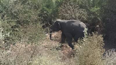 Three trampled to death as elephant goes berserk in Gorakhpur