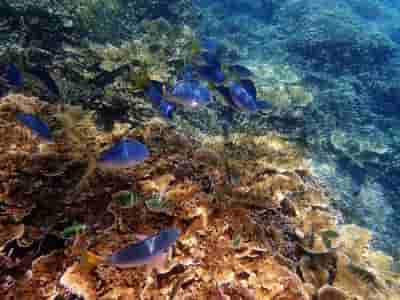 Dire warning for Great Barrier Reef amid bleaching