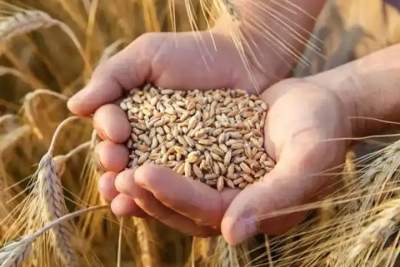 Around 250 LMT of wheat procured during current Rabi season