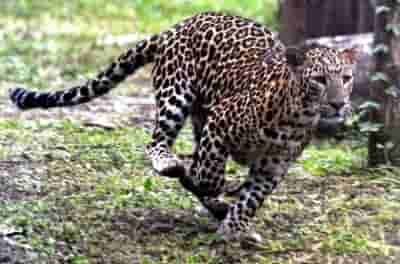 Leopard sighting in densely populated Srinagar area triggers panic