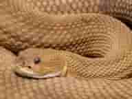 Biker runs over snake in UP, faces tough chase
