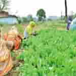Govt empowers women through SHGs, facilitates ?13,659 crore in credit linkage